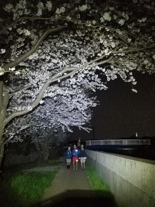 🌸夜桜ナイトラン🌸サムネイル